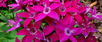 Lafayette florist wants to be here for our neighbors who need some hope. Pentas Egyptian Star Cluster Star Flower Pentas Lanceolata Mixed Hybrids Noids