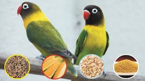 Manfaat pakan dan vitamin cerix pakan cerix : Makanan Lovebird Biar Gacor Dan Ngekek Panjang