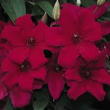 Maybe you would like to learn more about one of these? Clematis Cardinal Wyszynski Buy Online At Nature Hills Nursery
