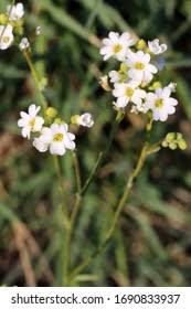 Image result for Aurinia