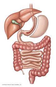 The average gastric sleeve cost is $4,100 with insurance. Sleeve Gastrectomy Gastric Sleeve Surgery Dallas Texas