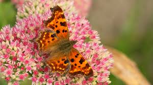 Image result for Polygonia c-album