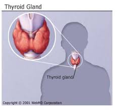 Thyroid hormones, including synthroid, should not be used either alone or in combination with in patients with normal thyroid levels, doses of synthroid used daily for hormone replacement are. Thyroid Problems Disease Types Causes