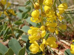 Image result for Senna italica