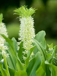 Image result for Eucomis autumnalis