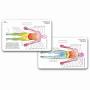 Profile Picture of Dermatome Badge Pocket Card Horizontal for Nurse Paramedic ... (@etsy.com) on Google