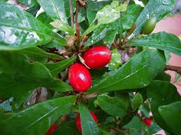 In its native habitat, but rarely to 5 ft. Buy Miracle Berry Plant Online India Bangalore Agrico