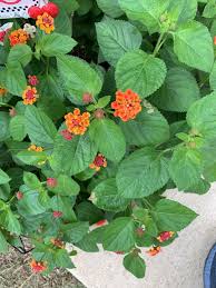 Image result for Lantana rugosa