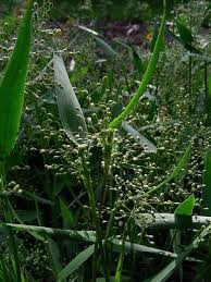Image result for Panicum kalaharense