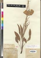 Image result for Helichrysum harveyanum