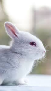 Cute rabbit pictures, new york, ny. Cute Bunny Iphone Wallpapers Top Free Cute Bunny Iphone Backgrounds Wallpaperaccess