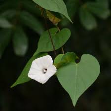 Image result for Ipomoea ephemera