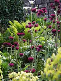 My Favorite Plant Combinations 49 Garten Pflanzen Bepflanzung