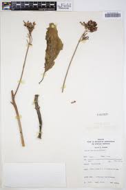 Image result for Kalanchoe lateritia