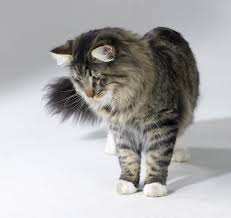 The maine coon cat looks very similar to the norwegian forest cat, giving yet more weight to the theory that the maine coon is a descendent of the norwegian forest cat. Norwegian Forest Cat Personality Traits Norwegiancat Com