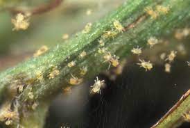 Spider Mites Treatment In Fort Worth Fort Worth Tree Care