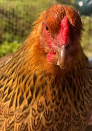 Rest of england and wales : Golden Partridge Brahma Backyard Chickens Learn How To Raise Chickens
