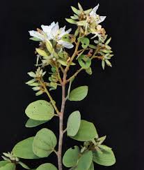 Image result for Bauhinia burrowsii