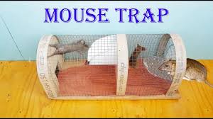 How To Make Mouse Trap Mouse Rat Trap Easy Amazing Quick Mouse Rat Trap 100 Youtube Rat Traps Mouse Traps Mouse Rat