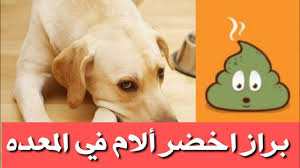 ٦ امراض خطيرة تصيب الكلاب اعرفها من لون براز كلبك Youtube