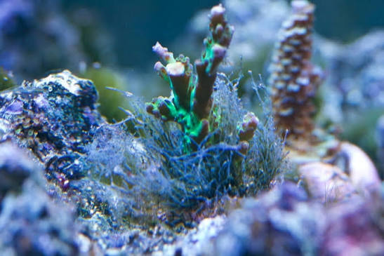 Bryopsis Cure: My Battle With Bryopsis Using Fluconazole | Reef2Reef