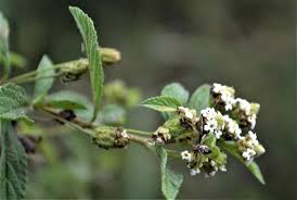 Image result for Lippia woodii