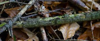 Explorons le potentiel décoratif insoupçonné qu'une souche d' arbre mort a à nous offrir. Bois Mort Dans Nos Jardins Vivent Dans Les Arbres Morts