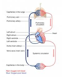 what is the path of blood through the circulatory system