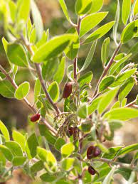 The size is perfect for his hands and it was sanded so smoothly when it came in the mail! Arctostaphylos Densiflora X Bakeri Baby Bear Baby Bear Manzanita Plant Facts