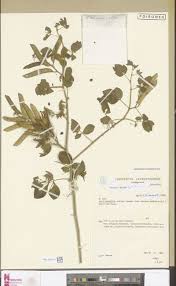 Image result for Phragmanthera eminii