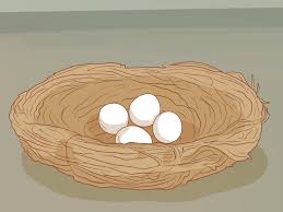How To Tell If A Bird Egg Is Infertile 5 Steps With Pictures