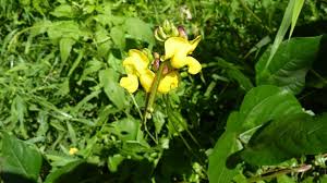 Image result for Vigna reticulata