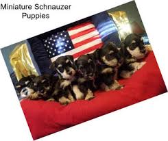 She was only a part of our lives for 18 months. Miniature Schnauzer Dogs For Sale In Albuquerque Agriseek Com