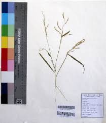 Image result for Eriochloa procera