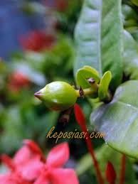 We did not find results for: Bunga Asoka Si Cantik Wangi Penghibur Hati Yang Sedih