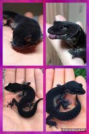 14 Geckos Ideas In 2021 Gecko Lizard Cute Animals