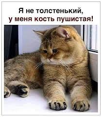 ok ru tolstye koty smeshnye fotografii koshek smeshnye fotografii zhivotnyh
