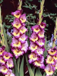 Image result for Gladiolus decoratus