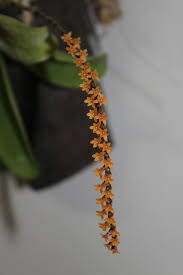 Image result for Aerangis stelligera