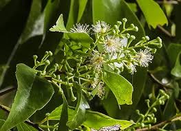 Image result for Scolopia