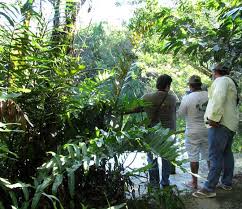 Image result for Acrostichum aureum