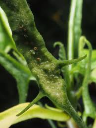 Image result for Dorstenia psilurus