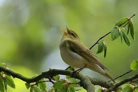 Birds Chirping In The Morning Sound Effect Un Novelle Chanson Song Bird Nature Sounds Bird Walking In Nature