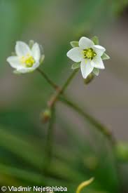 Image result for Spergula