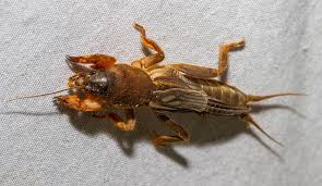 Image result for Nidorella aegyptiaca