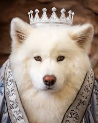 Chuck Lai (@chuck415)