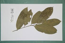 Image result for Huaceae