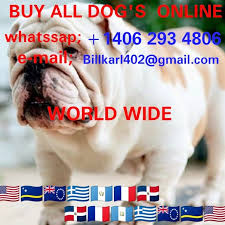 Buy male & female chow chow puppies online. Where Is The Best Place To Buy A Puppy Quora