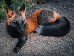 Black And Orange Fox Species Guy Earns The Trust Of A Black And Orange Fox Shares 20 Stunning Pics In 2020 Melanistic Fox Animals