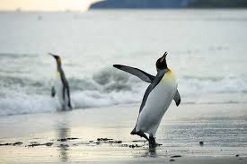 Later Don T Let The Wave Hit You On The Way Out Funny Bird Pictures Penguins Funny Birds